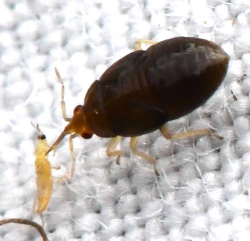 Orius sp.